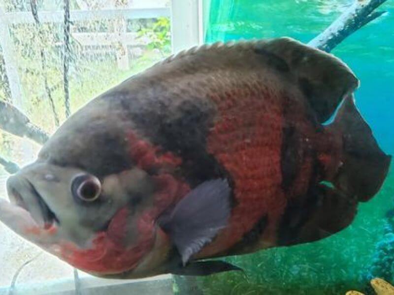 Oscar Fish 